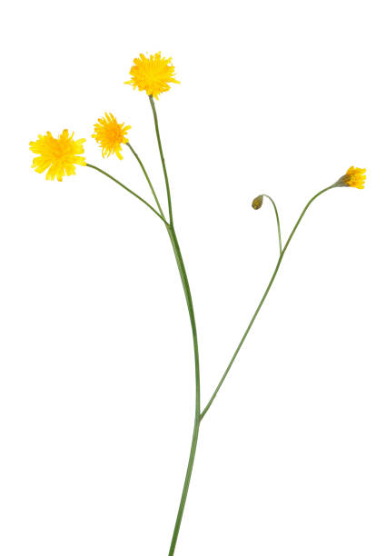 istock Tragopogon pratensis flower 852115276