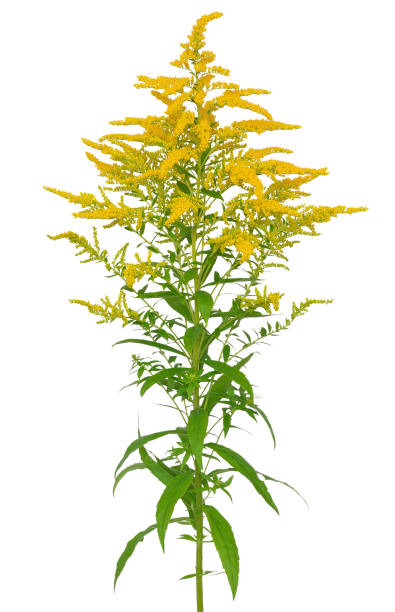 Solidago gigantea flower