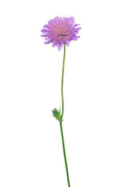istock Succisa pratensis flower 852115692