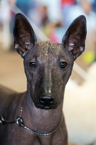 Portrait of a Mexican Hairless Dog, also known as Xoloitzcuintli or Xolo.