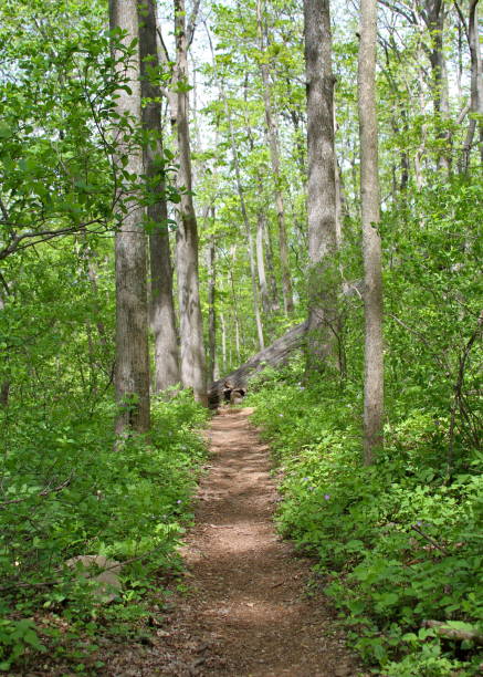istock A trail leads through the green woods 852125274