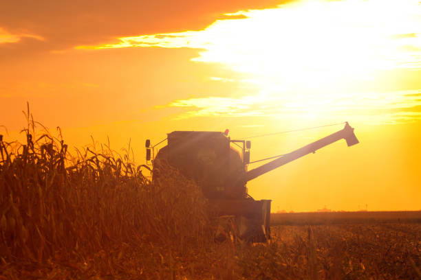 istock Combine Operator Harvesting Corn on the Field in Summer Evening 852126442