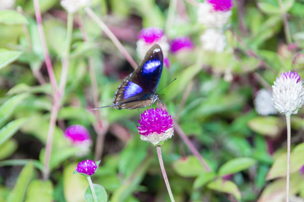 hypolimnas bolina, große eggfly, der blaue mond schmetterling, indien, kerala - bodied stock-fotos und bilder