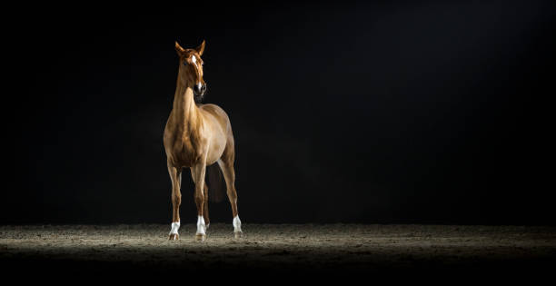 istock Brown horse standing in riding hall 852131182