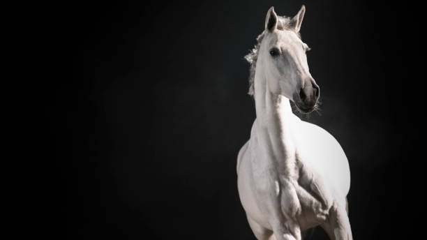 istock White horse against black background 852131188