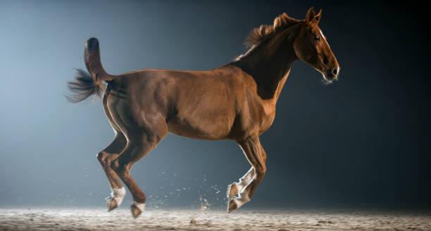 istock Brown horse running in riding hall at night 852131204