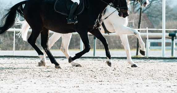 White and black horse trotting in sunny arena.