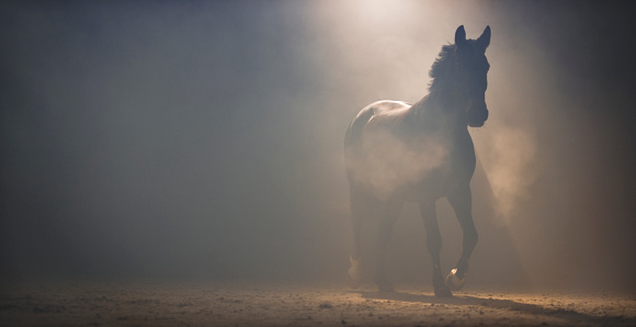 Horse walking through mist at night