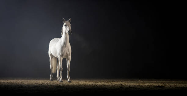 istock White horse standing in riding hall 852131234