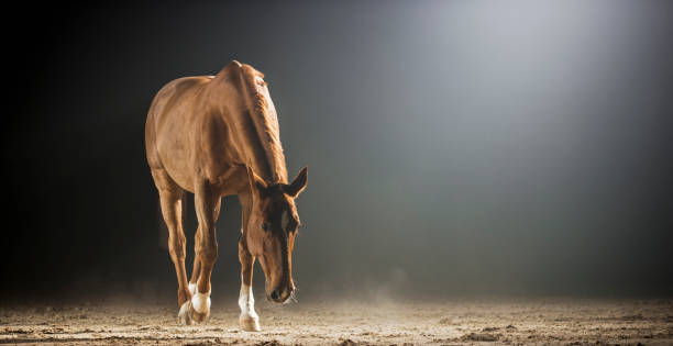 istock Brown horse walking in riding hall at night 852131244