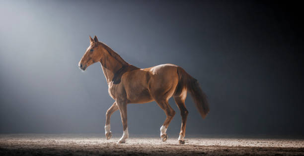 istock Brown horse walking in riding hall at night 852131250