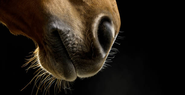 istock Brown horse on black background 852131268
