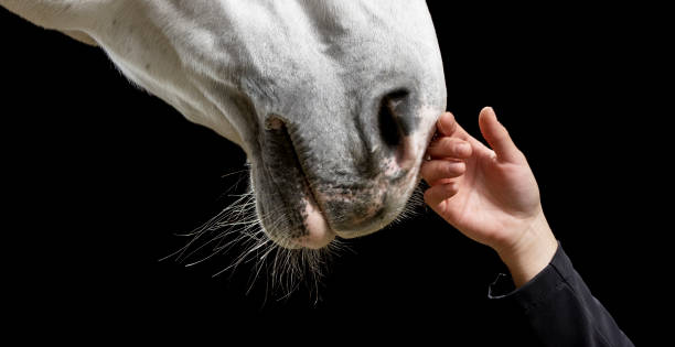 istock White horse being caressed by female hand 852131508