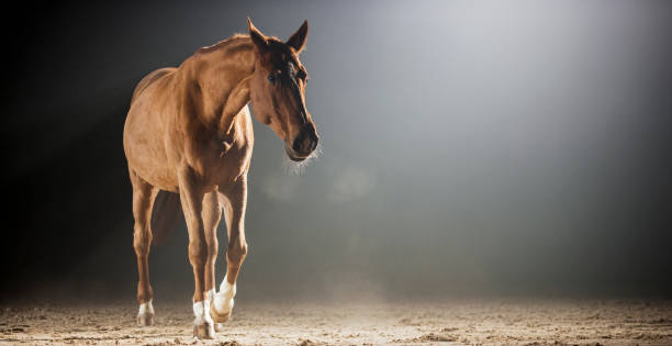 istock Brown horse walking in riding hall at night 852131536
