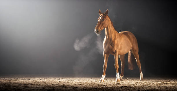 istock Brown horse standing in riding hall 852131624