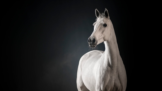 White horse standing against black background.