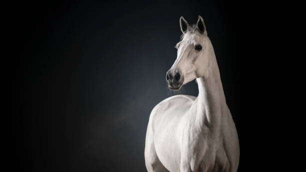 White horse against black background White horse standing against black background. white horse stock pictures, royalty-free photos & images