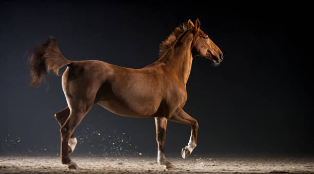 istock Brown horse running in riding hall at night 852131954