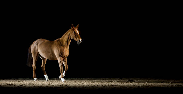 istock Brown horse walking in riding hall at night 852132146