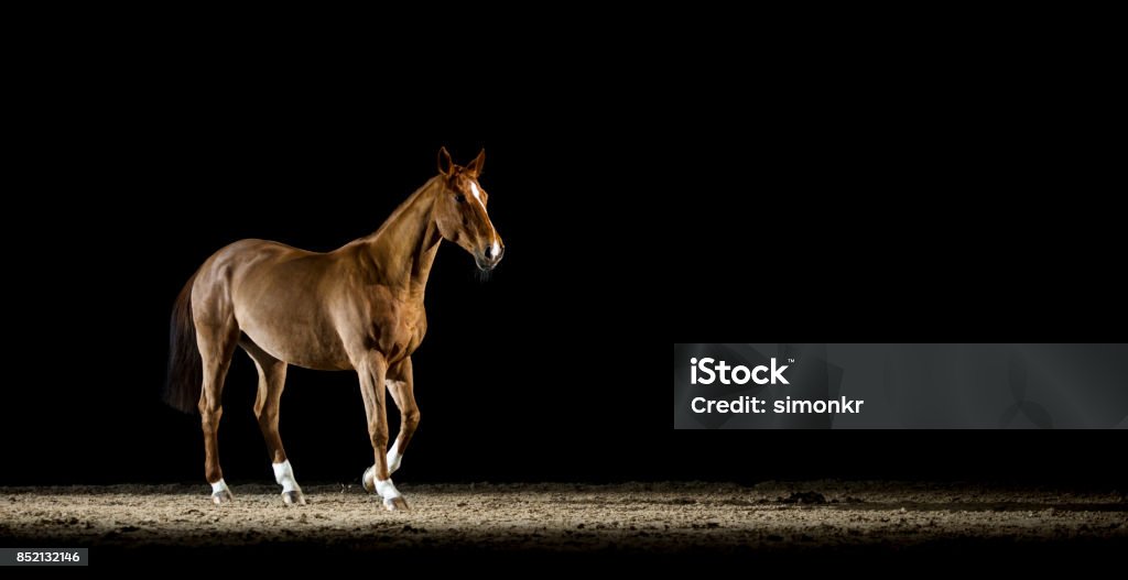 Brown horse walking in riding hall at night Brown horse walking in riding hall at night on black background. Animal Themes Stock Photo