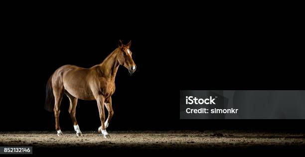 Brown Horse Walking In Riding Hall At Night Stock Photo - Download Image Now - Animal Themes, Brown, Color Image