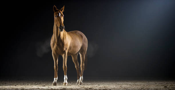 istock Brown horse standing in riding hall 852132154