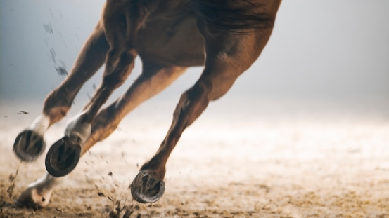 Legs of horse running on landscape.