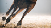 istock Legs of horse running 852132380