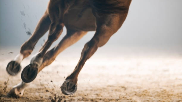 Legs of horse running Legs of horse running on landscape. animal leg stock pictures, royalty-free photos & images