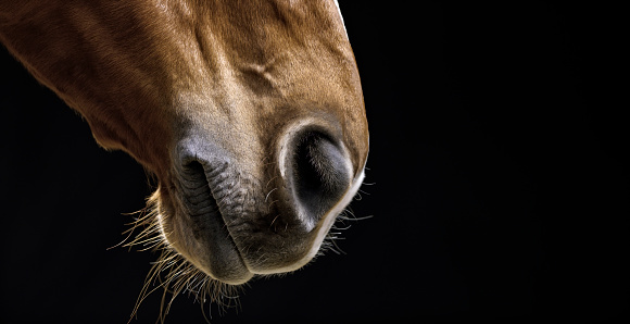 Brown horse's muzzle on black background.