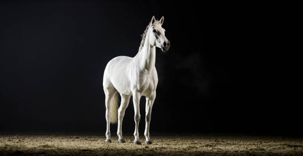 White horse standing in riding hall