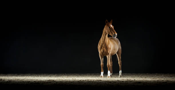 istock Brown horse standing in riding hall 852132834