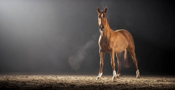 istock Brown horse standing in riding hall 852132930