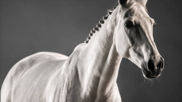 istock White horse against black background 852133268