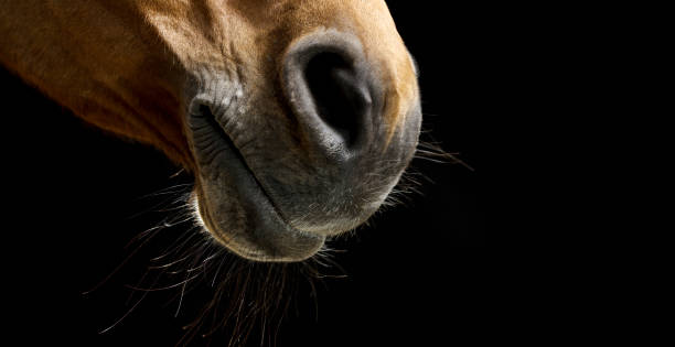istock Brown horse on black background 852133362
