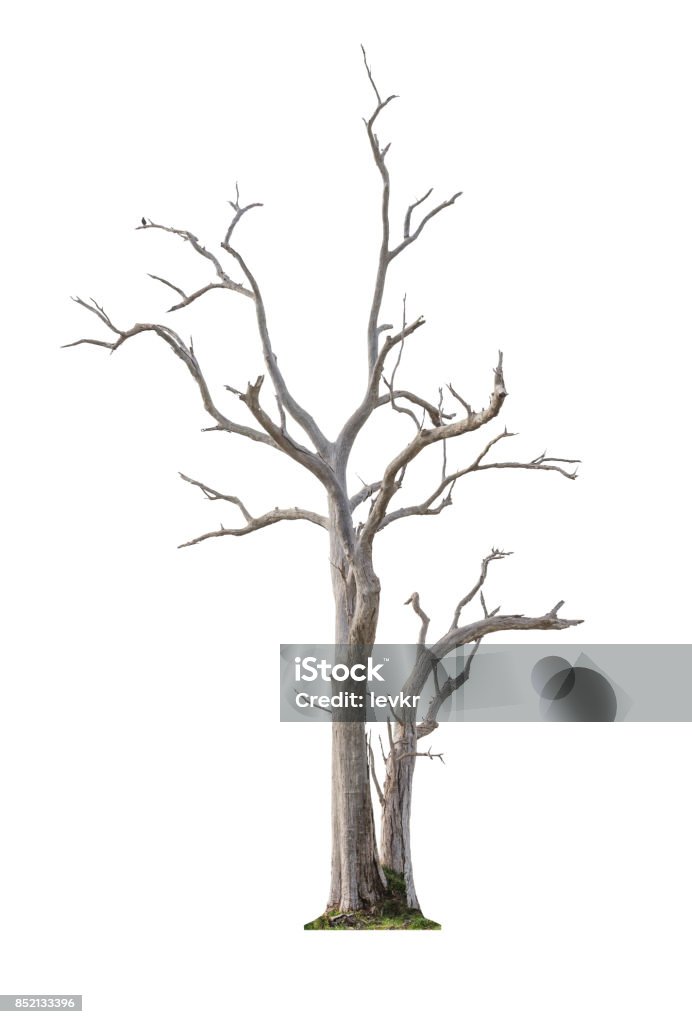 Tree on white background Single old and dead tree isolated on white background Tree Stock Photo