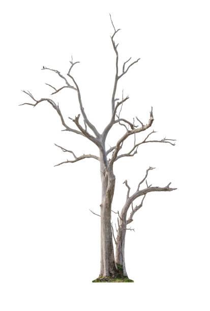 Tree on white background Single old and dead tree isolated on white background bare tree photos stock pictures, royalty-free photos & images