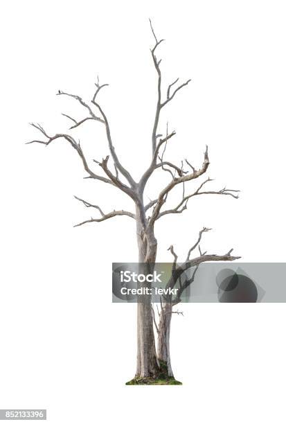 Tree On White Background Stock Photo - Download Image Now - Tree, Dry, Bare Tree