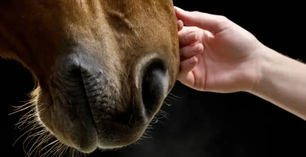 Close up of brown horse being caressed by female hand. Shot on black background.