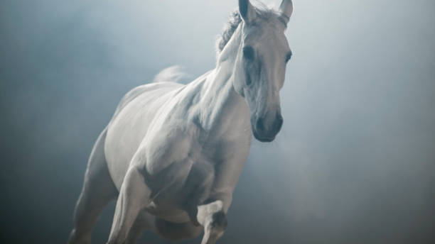 White horse running White horse running in night. white horse running stock pictures, royalty-free photos & images