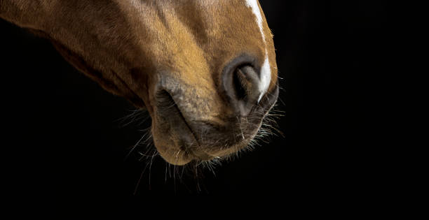 istock Brown horse on black background 852133418