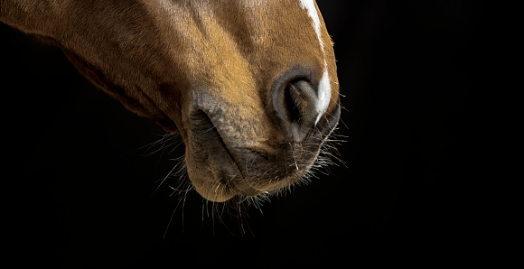 Brown horse's muzzle on black background.