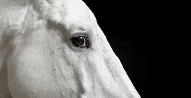 Angry white horse isolated on a black background, copy space