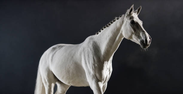 istock White horse in misty light 852133428