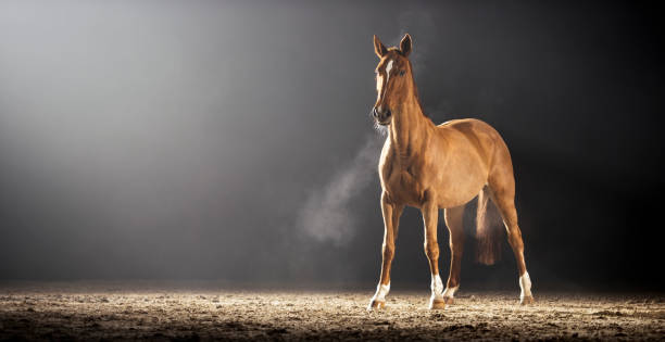 istock Brown horse standing in riding hall 852133430
