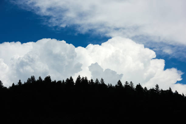 horizontal background of woodland landscape in summer day with white clouds.