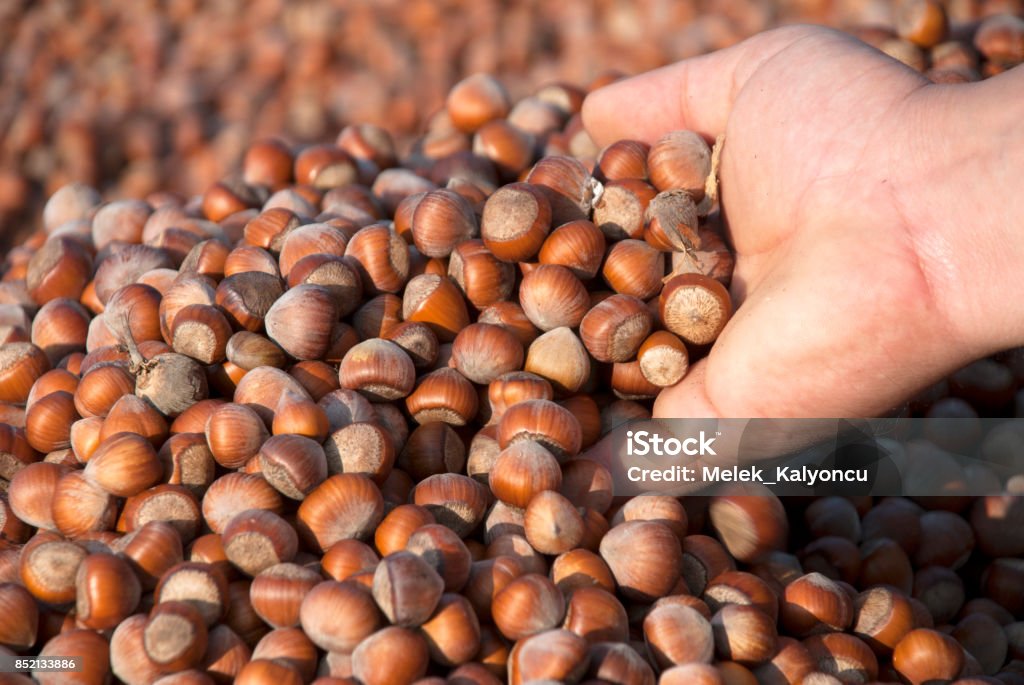 Hazelnuts Nuts, Snack foods, Dried fruits, Foods, Raw Hazelnut Stock Photo