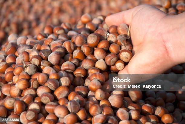 Hazelnuts Stock Photo - Download Image Now - Hazelnut, Türkiye - Country, Agriculture