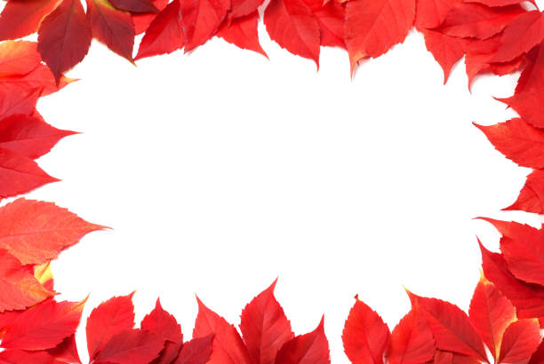 Living Coral background made of fresh leaves a with a white drawn frame. Nature background. Creative layout made