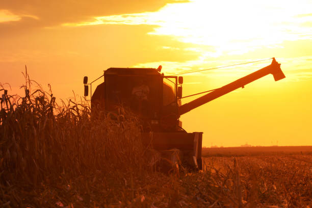 istock Combine Operator Harvesting Corn on the Field in Summer Evening 852134206